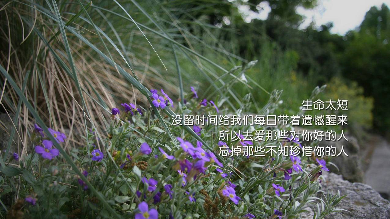 无限流量卡-咸鱼刷粉-抖音买粉丝-年费Q钻